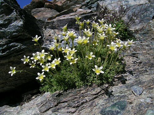 Saxifraga bryoides